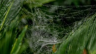 web growth performance metrics