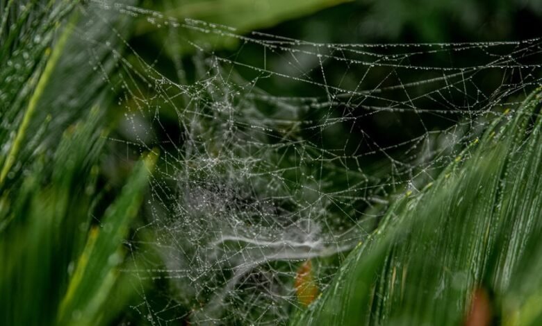 web growth performance metrics